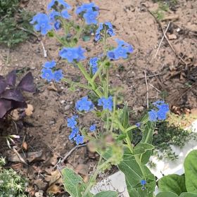 Photo of the plant species Chinese Forget-Me-Not by @FestalCat86 named Einstein on Greg, the plant care app