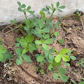 Photo of the plant species Blue Wild Indigo by @FestalCat86 named Bigleef Smalls on Greg, the plant care app