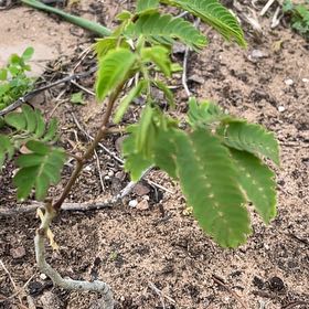 Photo of the plant species Silk Tree by @FestalCat86 named Marley on Greg, the plant care app