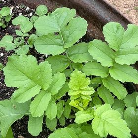 Photo of the plant species Wild Radish by @FestalCat86 named Keanu Leaves on Greg, the plant care app