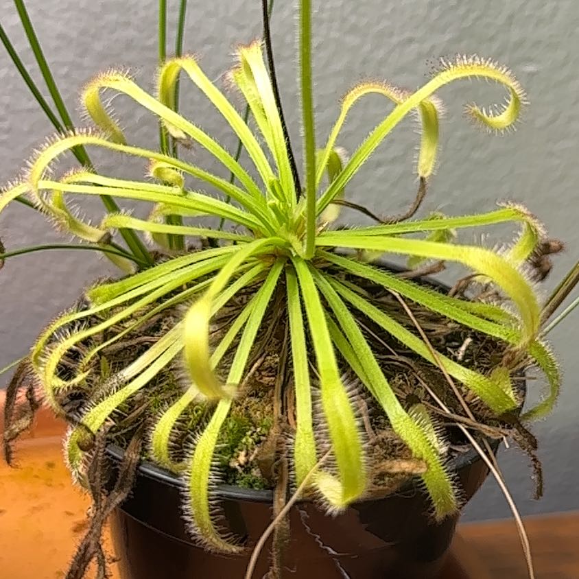 Photo of the plant species Filiformis by @SirBarley41 named Terra on Greg, the plant care app