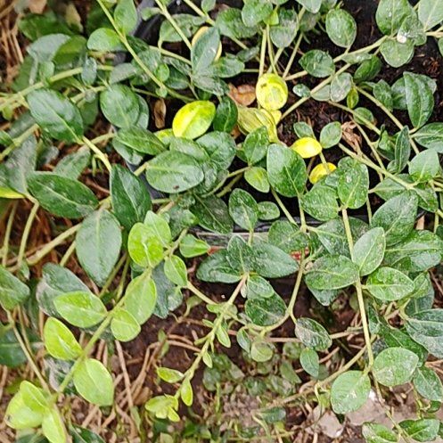 Photo of the plant species Crassula 'Calico Kitten' by @SportWasabi51 named Zion on Greg, the plant care app