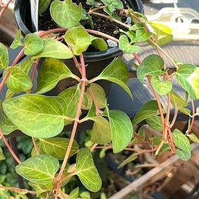 Photo of the plant species Vinca Vine by @YesLimabean49 named Treeyoncé on Greg, the plant care app