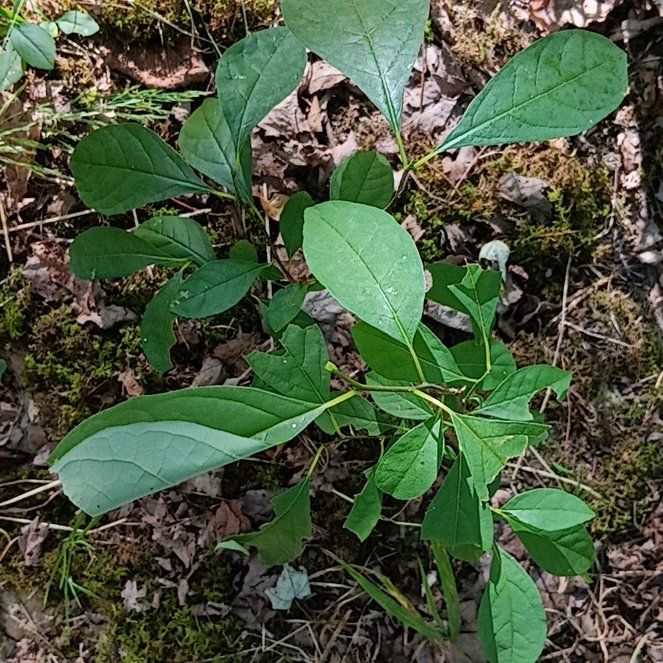Photo of the plant species Spicebush by @CasualKaro28 named Hemingway on Greg, the plant care app