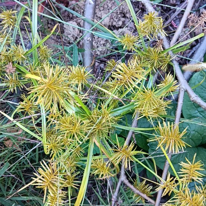 Photo of the plant species False Nutsedge by @CasualKaro28 named Curie on Greg, the plant care app