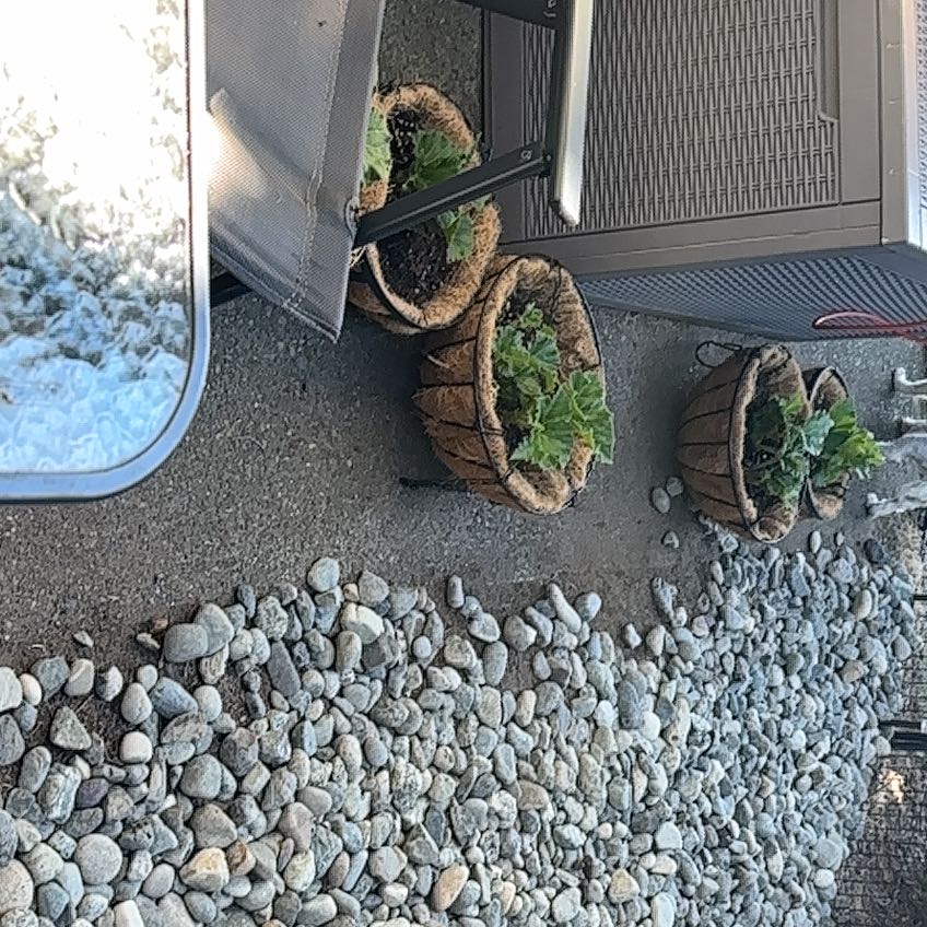 Photo of the plant species Tuberous begonias by @BigRye16 named Shakira on Greg, the plant care app