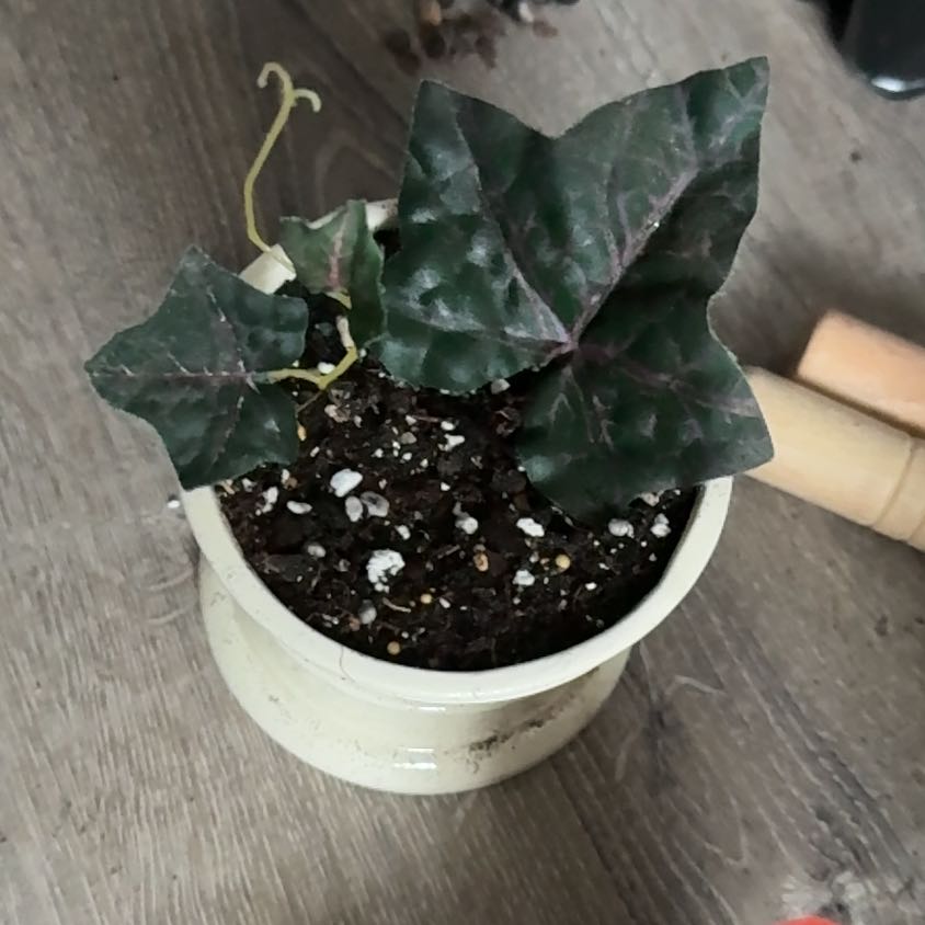 Photo of the plant species Ivy-Leaved Cyclamen by @BraveGasplant98 named Bodhi on Greg, the plant care app