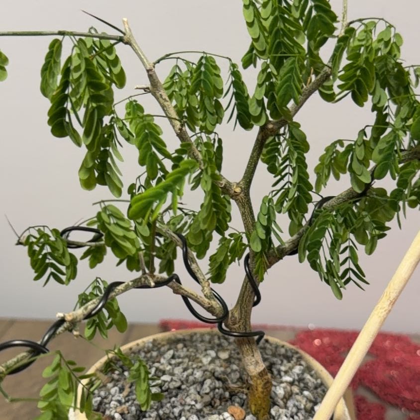 Photo of the plant species Brazilian Rain Tree by @GrandDaisy51 named Stella on Greg, the plant care app