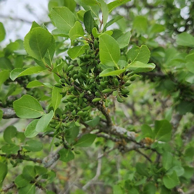 Photo of the plant species Copal by @SirMostii33 named Foxxy on Greg, the plant care app