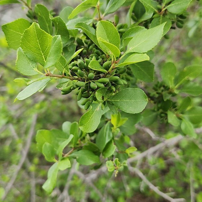 Photo of the plant species Yaupon by @SirMostii33 named Xena on Greg, the plant care app