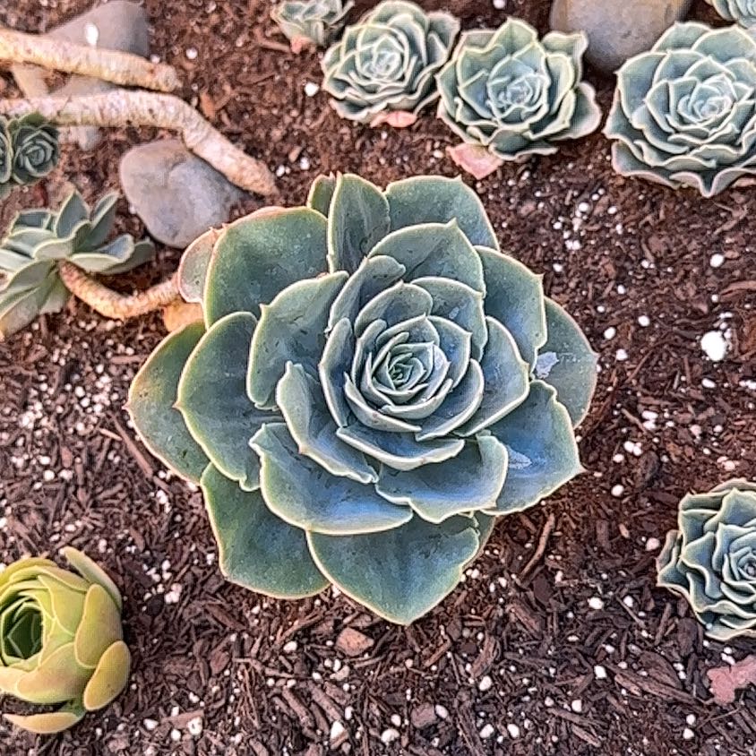 Photo of the plant species Echeveria 'Blue Sky' by @CalmingPandan13 named S-G2 on Greg, the plant care app