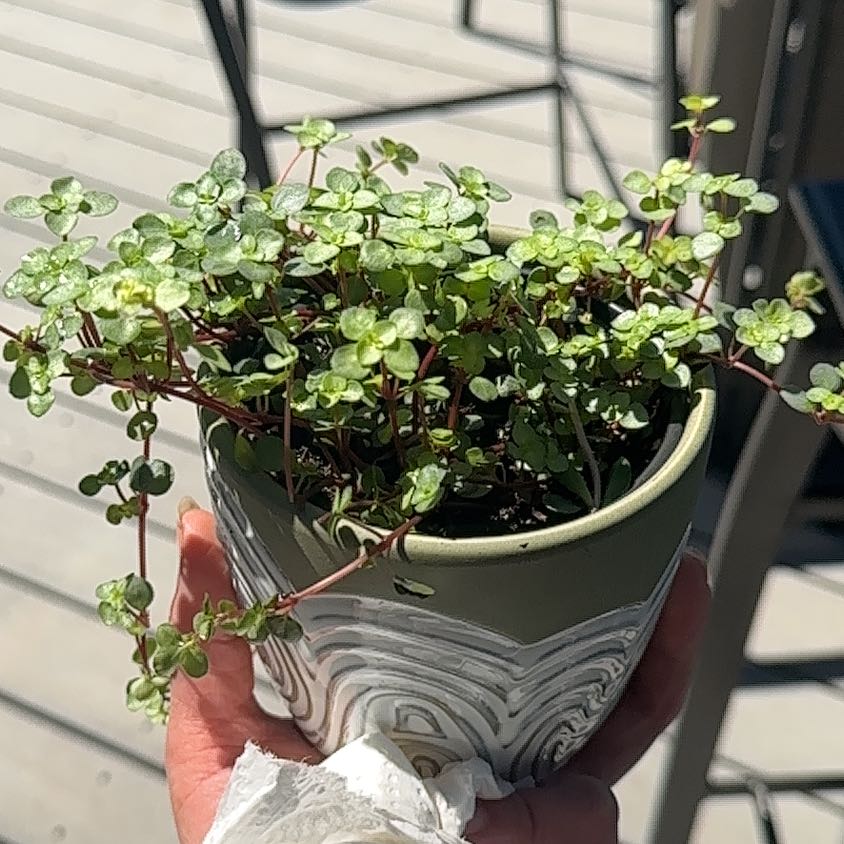 Photo of the plant species Pilea Silver Sparkle by @SupernalFrogbit named Nemo on Greg, the plant care app
