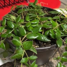 Photo of the plant species Red Elf Lipstick Plant by @SharpFord39 named Ronaldo on Greg, the plant care app