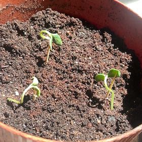 Photo of the plant species Cucumber by @BigCanecholla51 named Austen on Greg, the plant care app