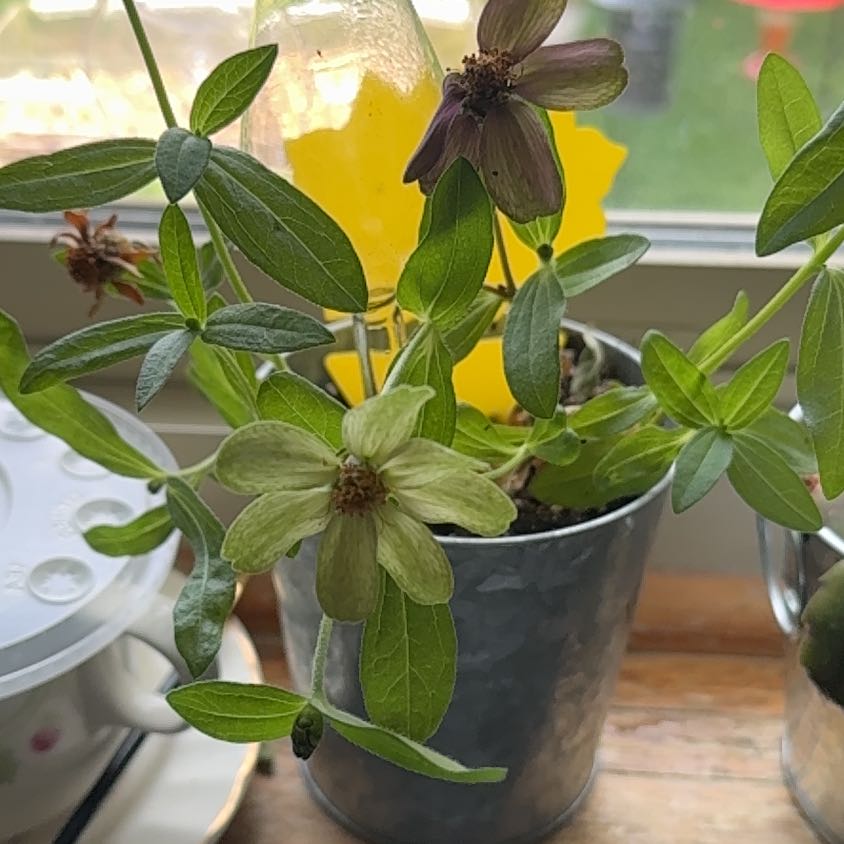 Photo of the plant species Lilliput Zinnia by @NewAmbrosina40 named Kesha on Greg, the plant care app