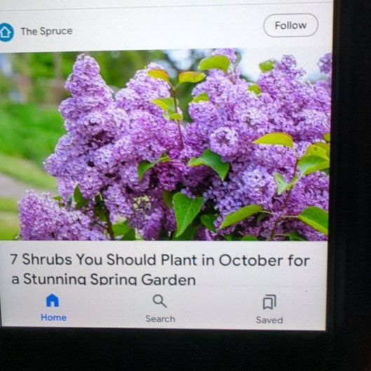 Photo of the plant species Blue Mistflower by @WarmChisme99 named Prince on Greg, the plant care app