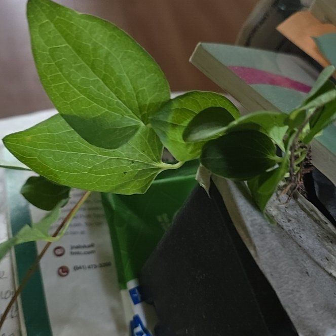 Photo of the plant species Bluebill by @IconIcarus13 named Rainier on Greg, the plant care app
