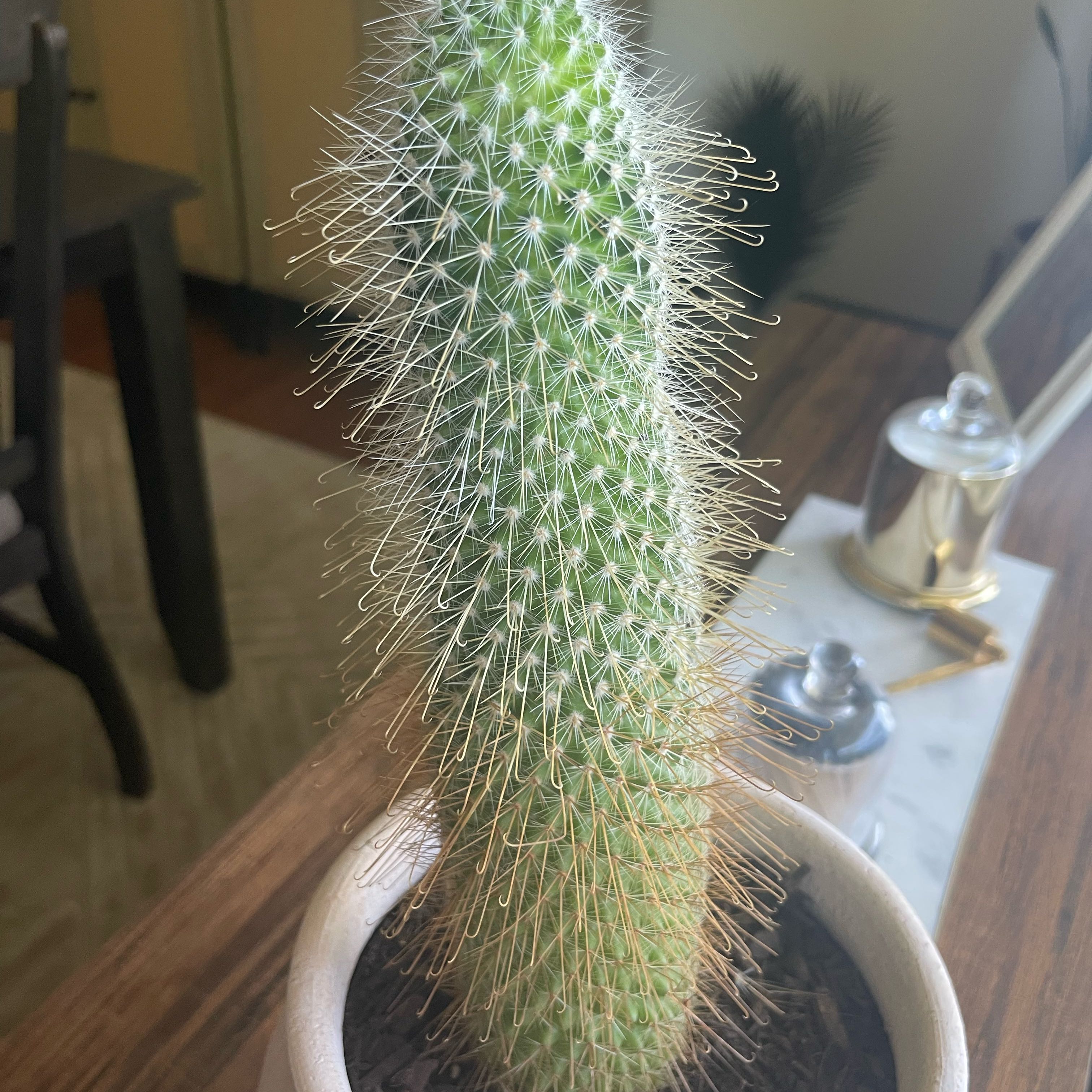 Photo of the plant species Silver Torch Cactus by @FairDaisy37 named James Dean on Greg, the plant care app