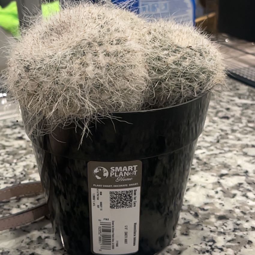 Photo of the plant species Old Lady Cactus by @EnormousComet87 named Wesker on Greg, the plant care app