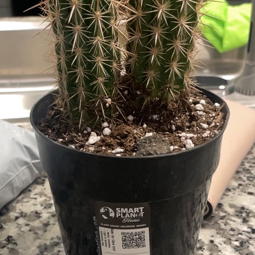 Photo of the plant species Pilosocereus gounellii by @EnormousComet87 named Spikey on Greg, the plant care app