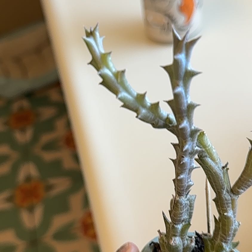 Photo of the plant species Holly-Leaved Naiad by @VigorousTawa named Keanu Leaves on Greg, the plant care app