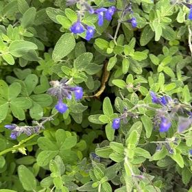 Photo of the plant species Prairie Sage by @BeatificLime91 named Baesil on Greg, the plant care app