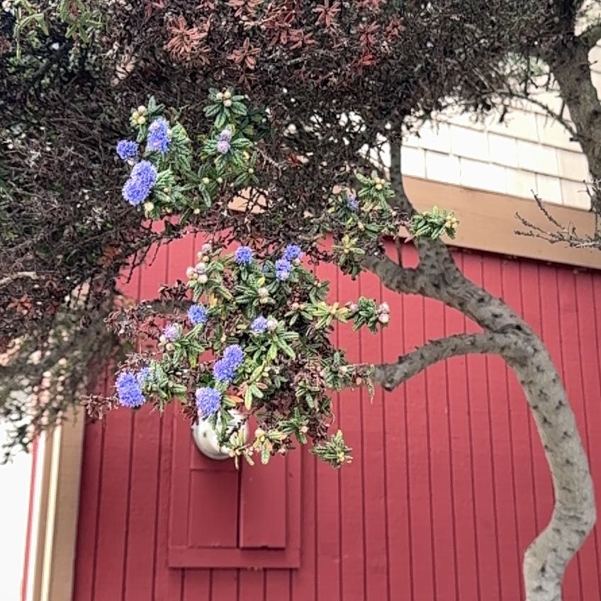 Photo of the plant species Wartleaf Ceanothus by @BeatificLime91 named Austen on Greg, the plant care app