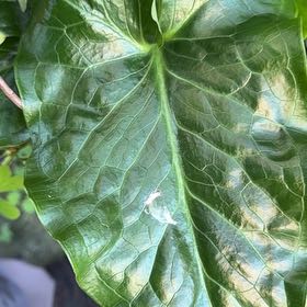 Photo of the plant species Snakeshead by @BeatificLime91 named Marley on Greg, the plant care app