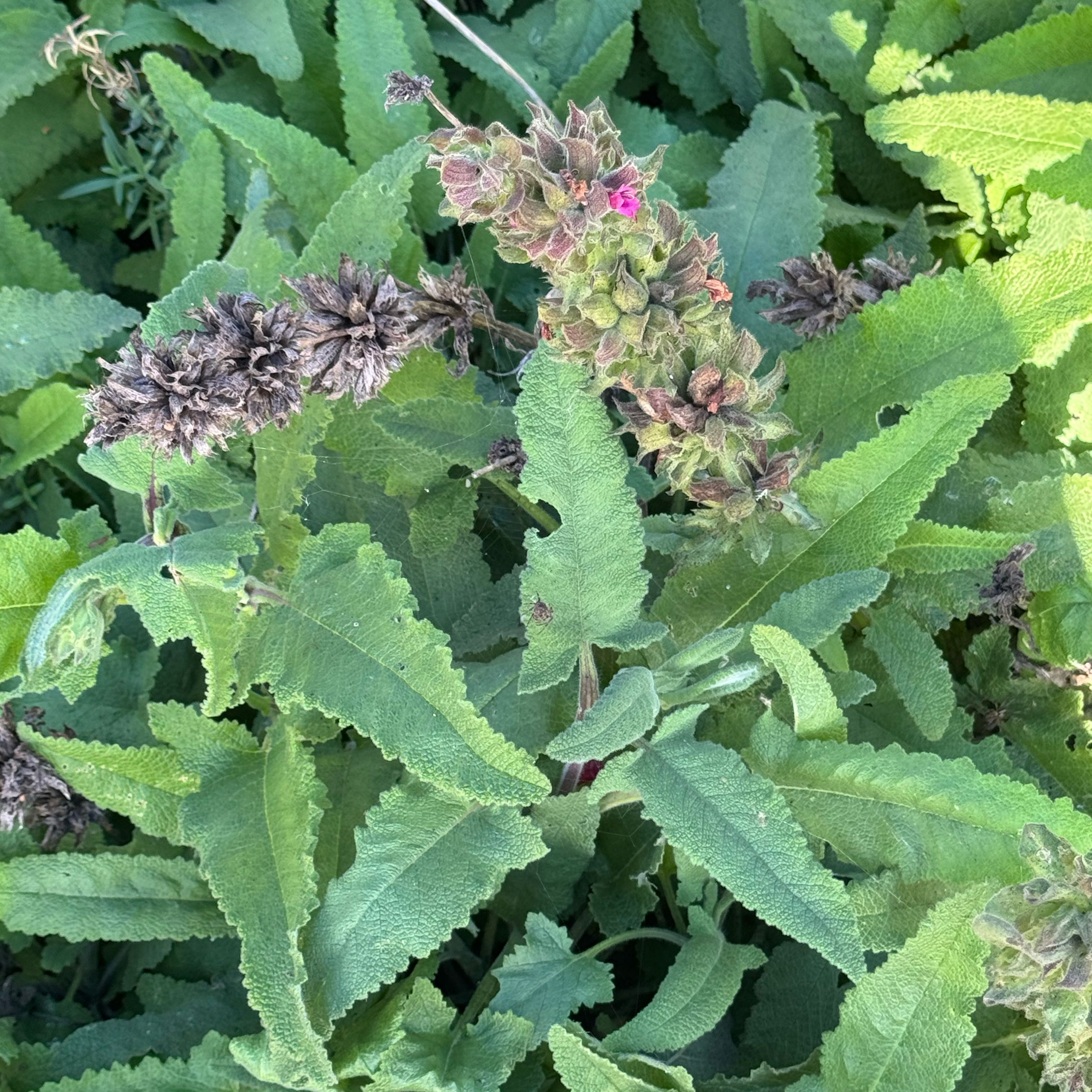 Photo of the plant species Hummingbird Sage by @BeatificLime91 named Sol on Greg, the plant care app