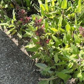 Photo of the plant species Hummingbird Sage by @BeatificLime91 named Maya on Greg, the plant care app