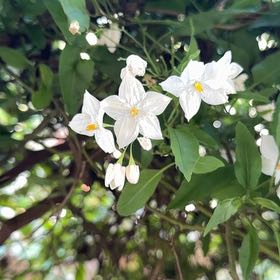 Photo of the plant species Potato Vine by @BeatificLime91 named McKinley on Greg, the plant care app