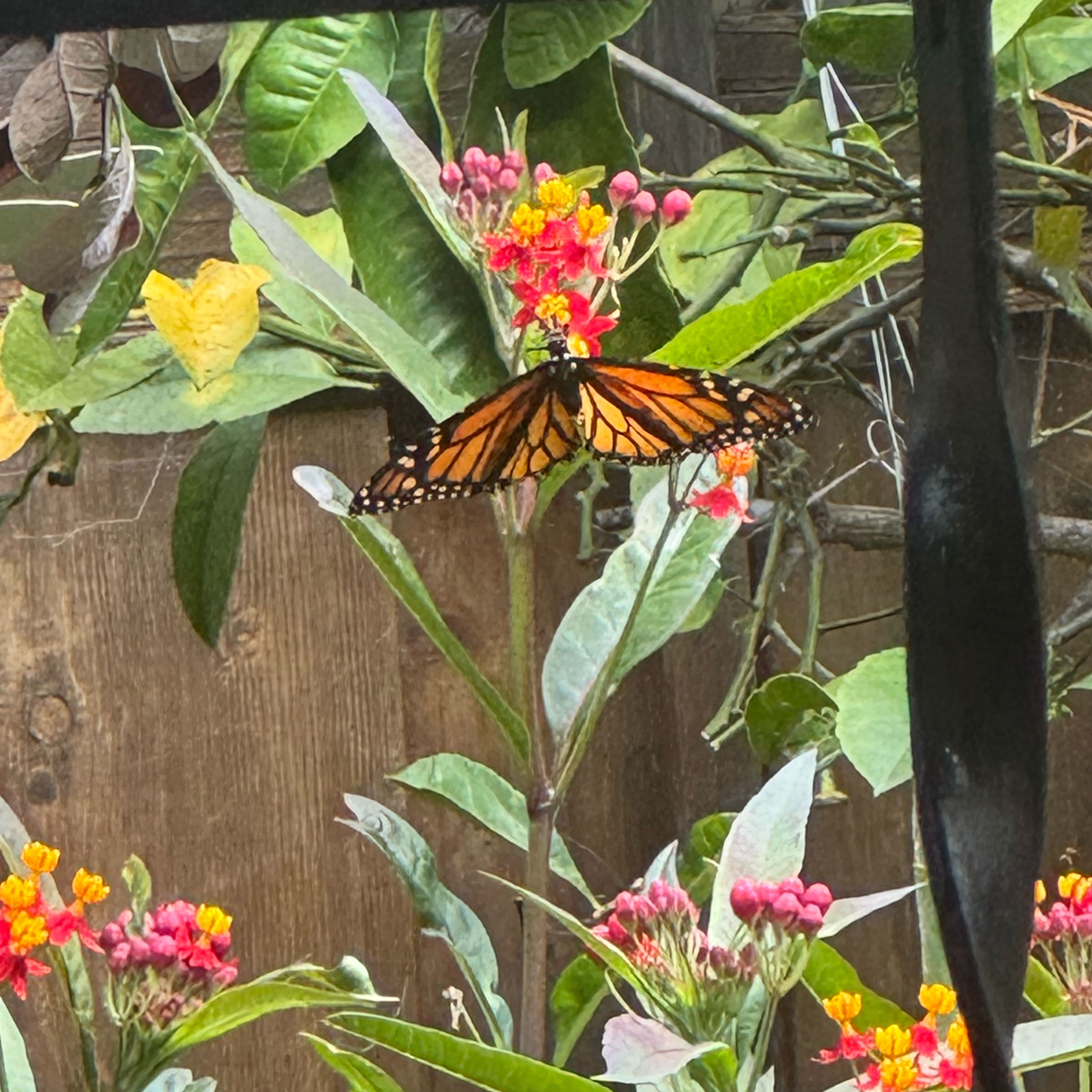 Photo of the plant species Scarlet Milkweed by @BeatificLime91 named Zion on Greg, the plant care app