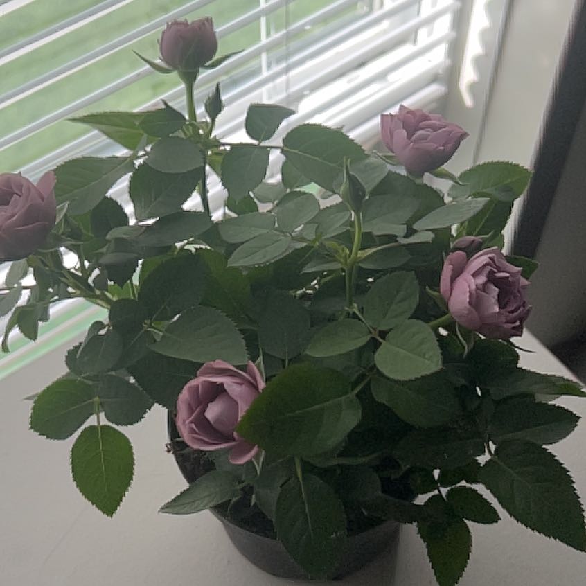 Photo of the plant species mini rose by @LoyallyBeans0 named Marilyn on Greg, the plant care app