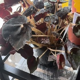 Photo of the plant species Black Velvet Begonia by @Geeby named Hemingway on Greg, the plant care app
