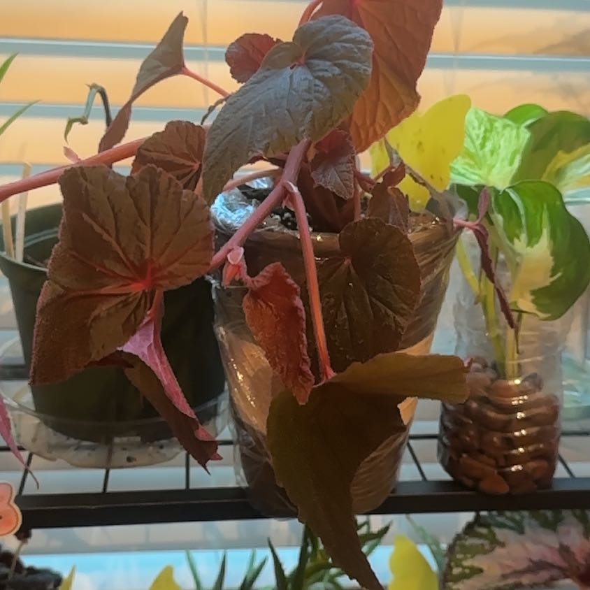 Photo of the plant species Begonia Burnimg Bush by @Geeby named Delilah on Greg, the plant care app