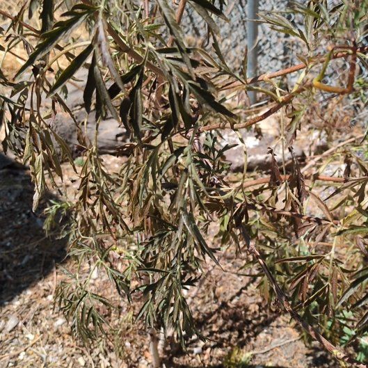 Photo of the plant species Black Lace Elderberry by @ZestyAster4 named Coco on Greg, the plant care app