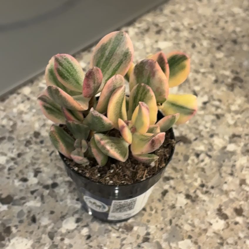 Photo of the plant species Tricolor Jade by @GemPhlox92 named Tricolor on Greg, the plant care app