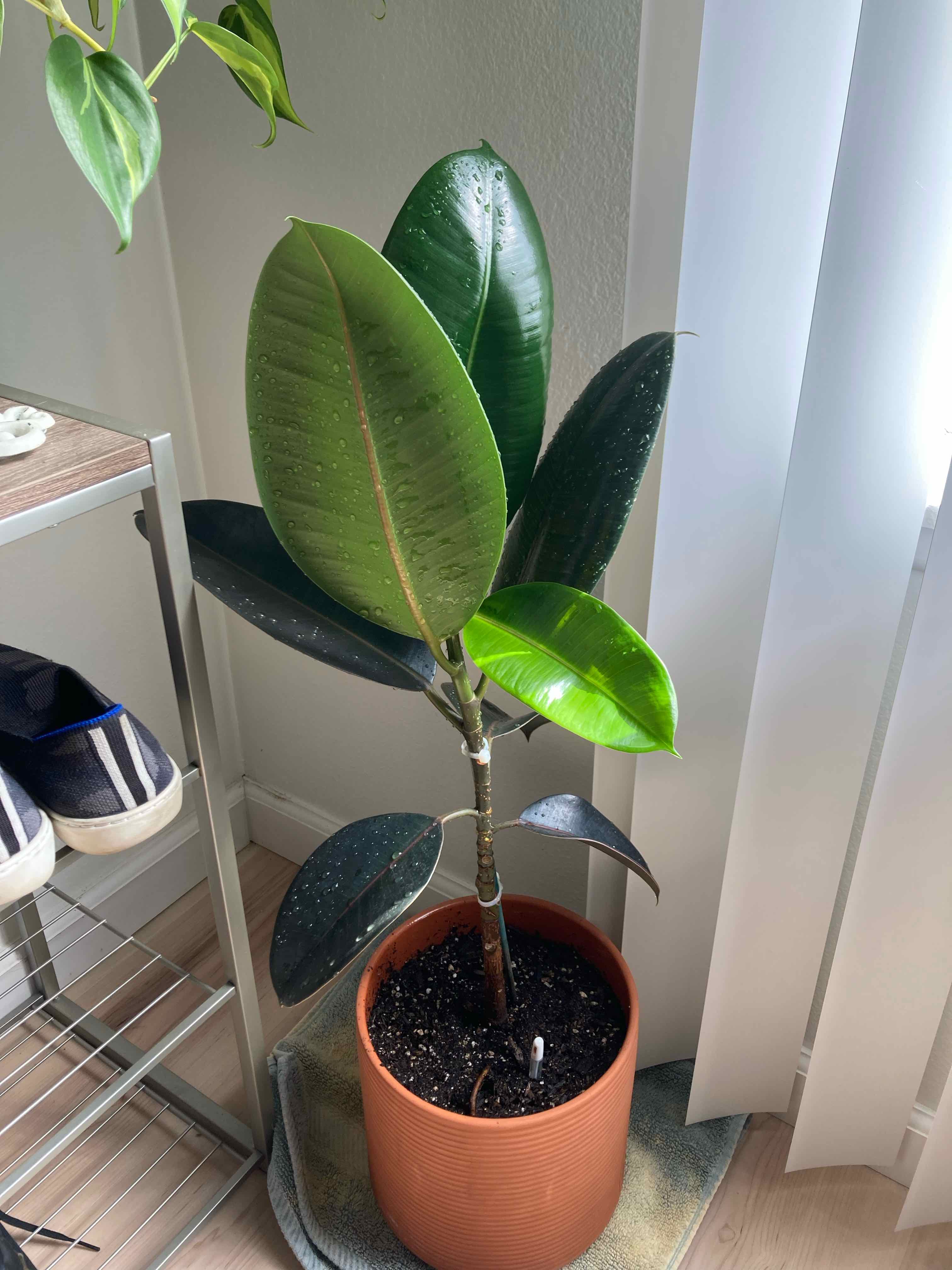 Burgundy Rubber Tree in a pot indoors near a window, with healthy, glossy leaves.