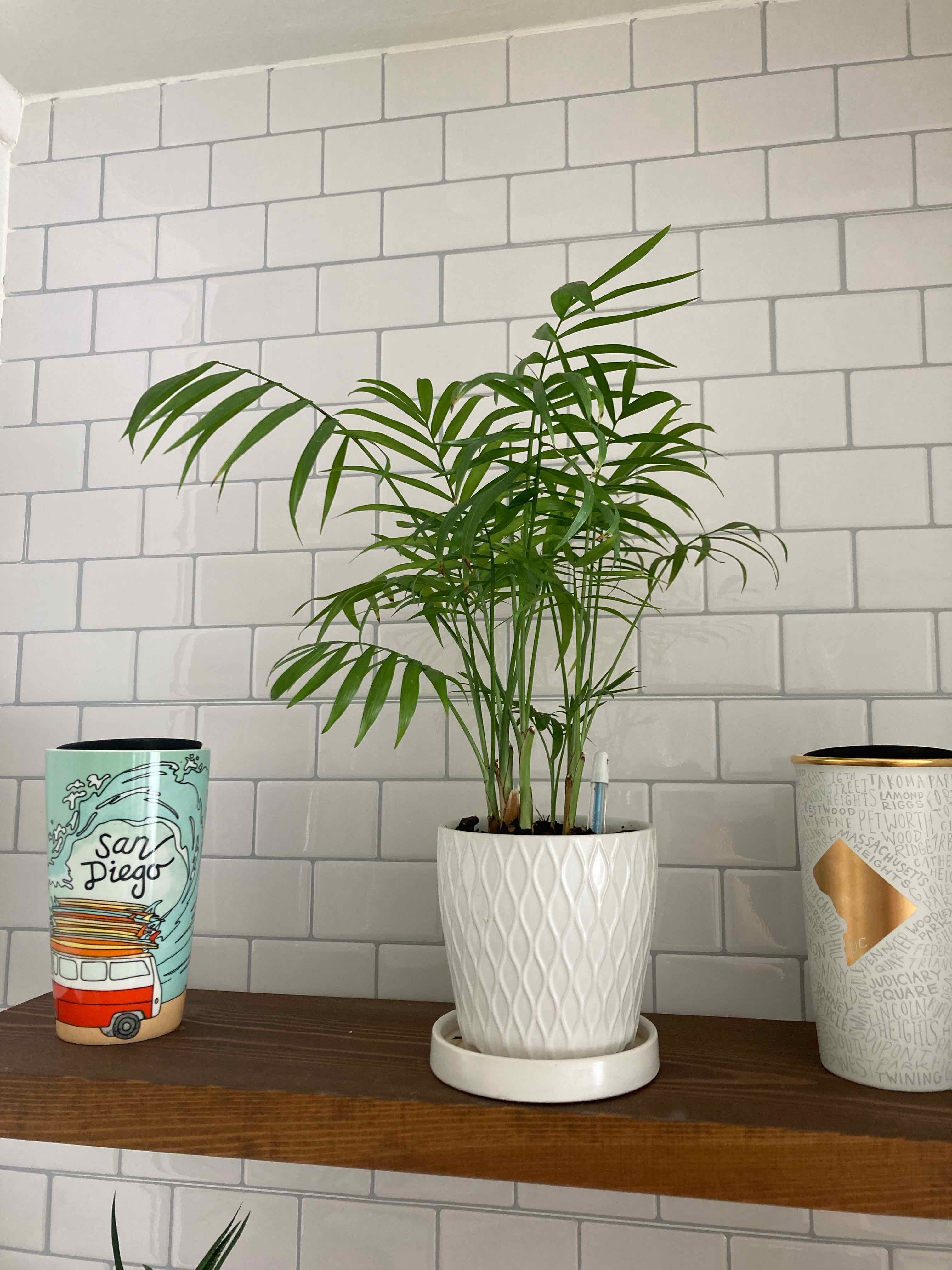 Parlour Palm plant photo by @thorny4plants named Penny Lane on Greg, the plant care app.