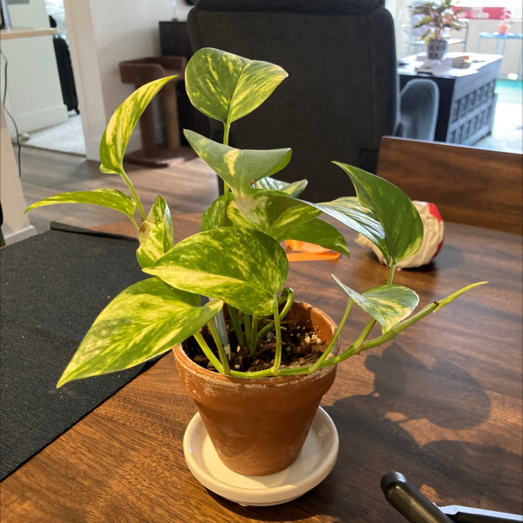 Taro Vine plant photo by @thorny4plants named Eleanor Rigsby on Greg, the plant care app.