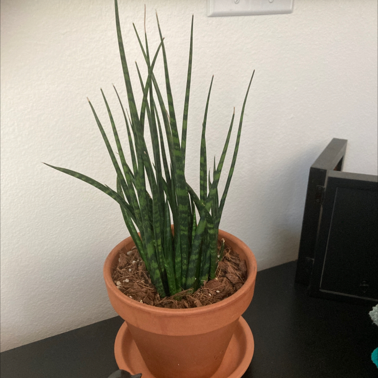 Dracaena 'Mikado' plant in a terracotta pot with visible soil, well-framed and in focus.