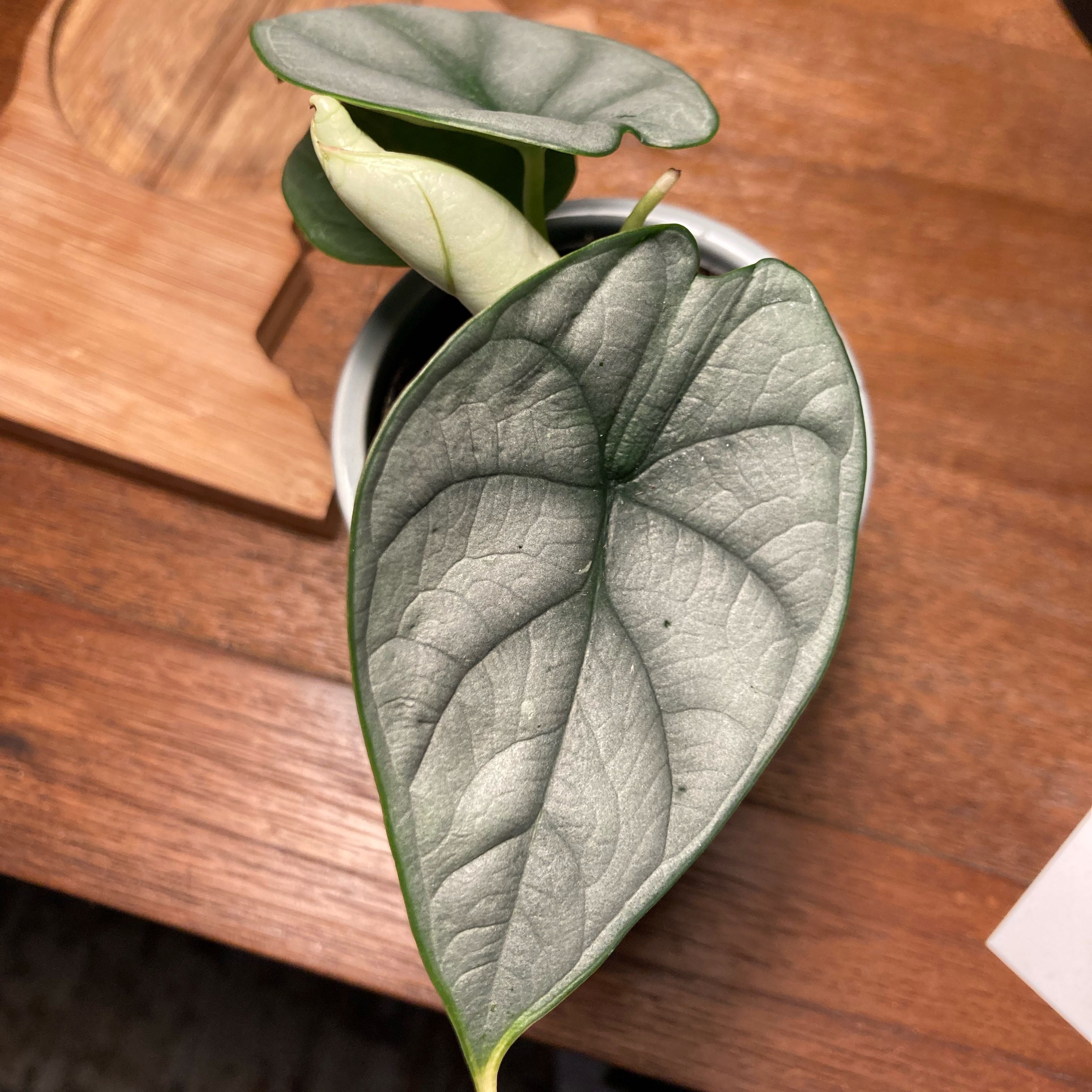 Alocasia 'Dragon Scale' plant with textured leaves, well-framed and focused.