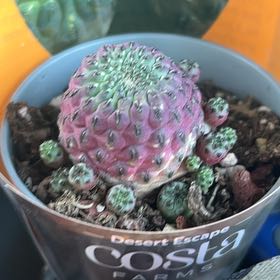 Photo of the plant species Violet Skin Cactus by @NimblePomelo22 named Fernie Mac on Greg, the plant care app