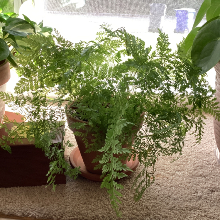 Photo of the plant species Black Rabbit's Foot Fern by @BonnieJ named Chloe on Greg, the plant care app