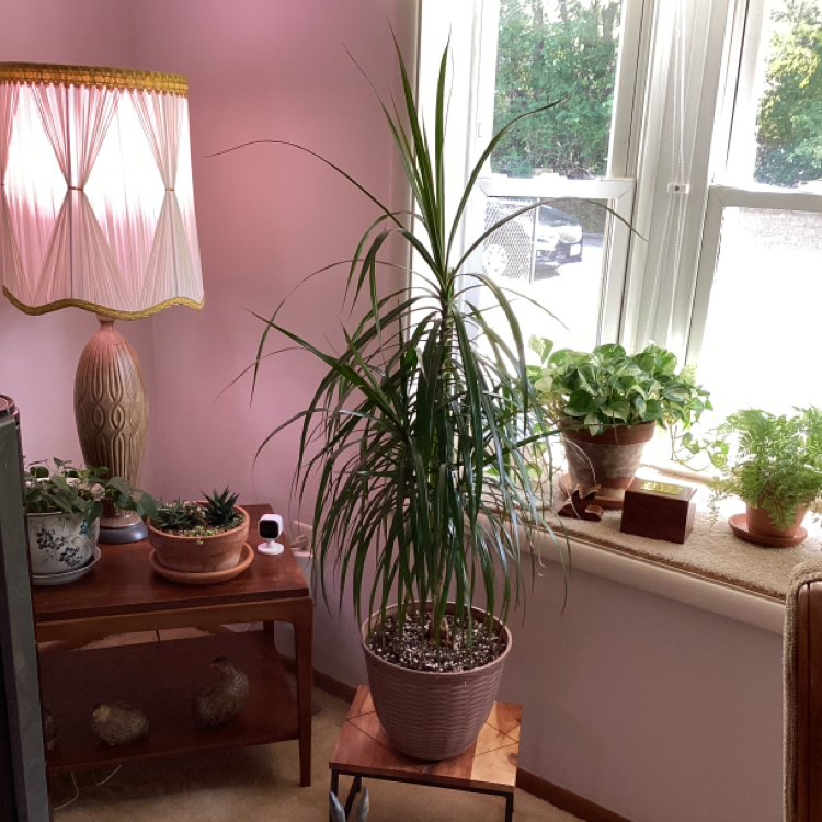 Photo of the plant species Red-Edged Dracaena by @BonnieJ named Draco on Greg, the plant care app