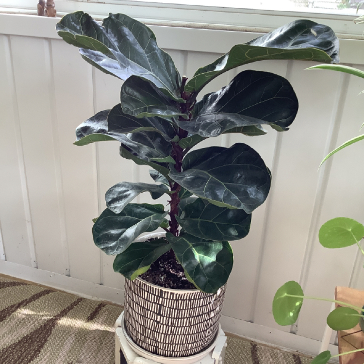 Dwarf Fiddle Leaf Fig plant in a decorative pot, healthy with dark green leaves.