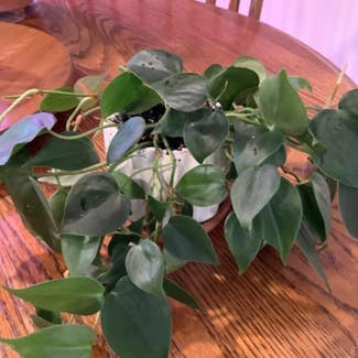 Heartleaf Philodendron plant in Decatur, Illinois