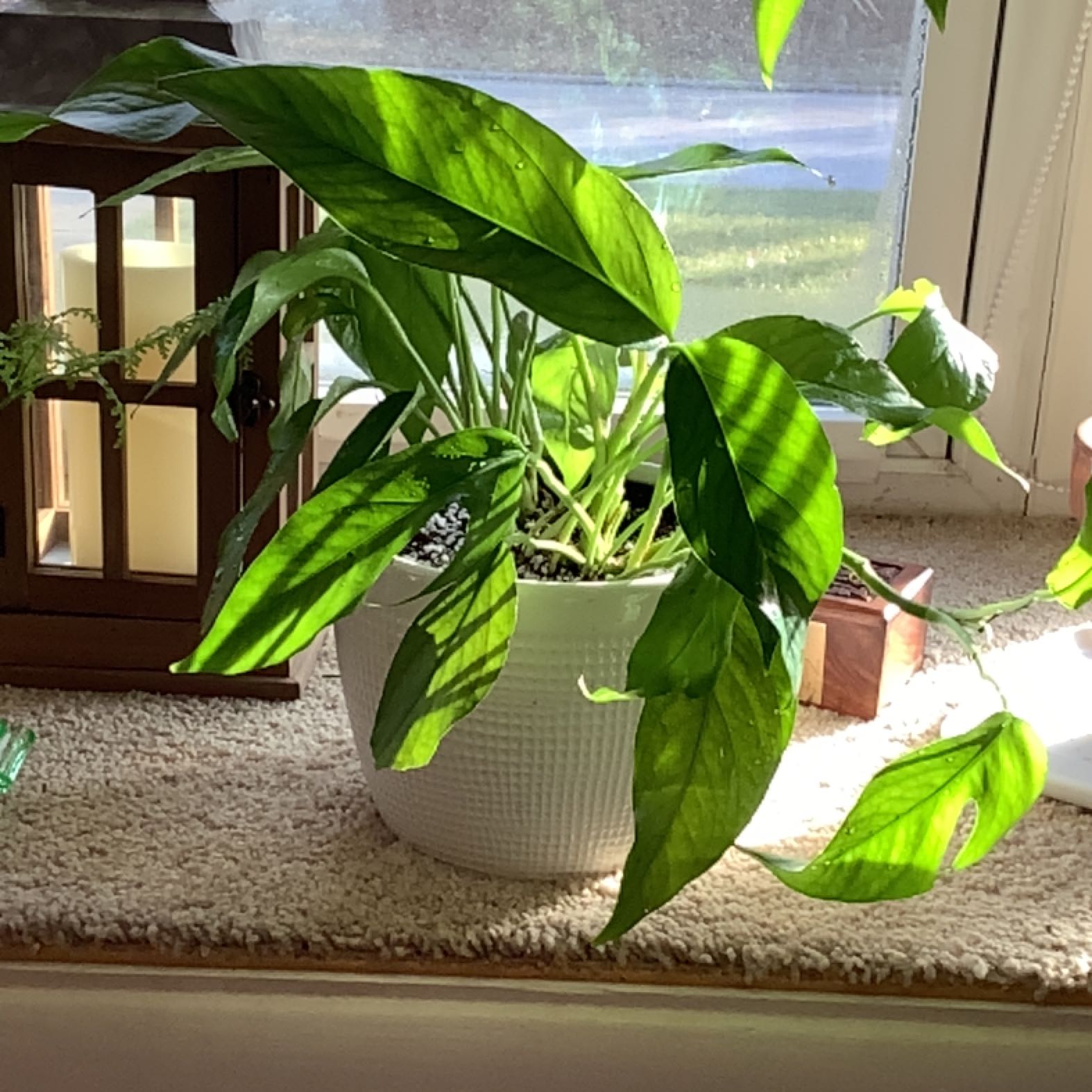 Healthy Baltic Blue Pothos in a white pot on a windowsill with vibrant green leaves.