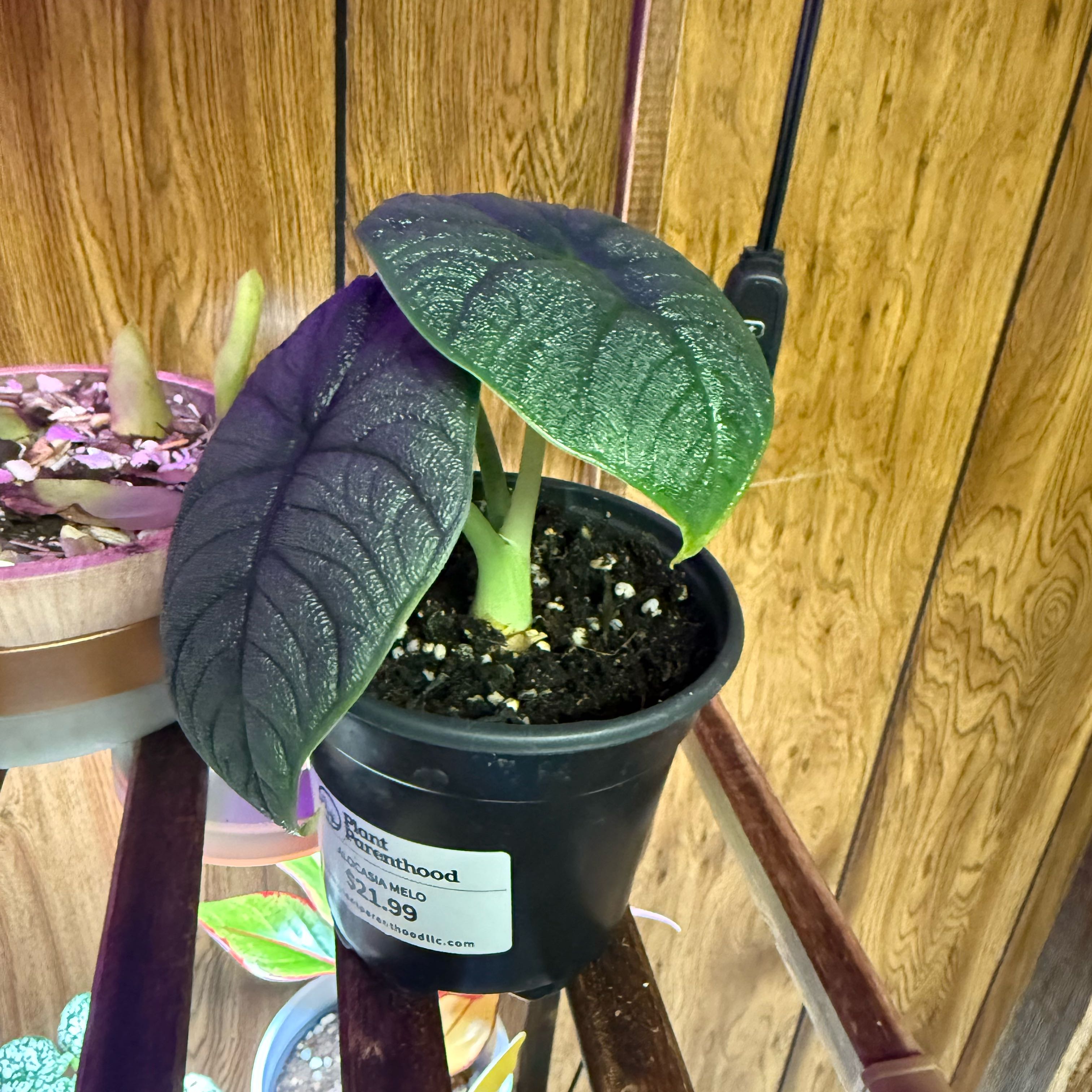 Photo of the plant species Alocasia 'Melo' by @PetBonsi73 named Sydney on Greg, the plant care app