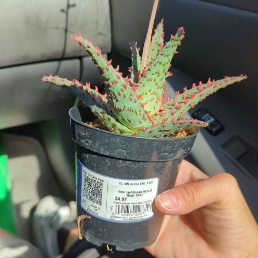 Photo of the plant species Aloe castilloniae 'Blue’ by @LavishCyclamen named Sanders on Greg, the plant care app